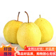 金嬸園正宗河北趙縣雪花梨特產雪梨現(xiàn)摘水果梨子送禮 9斤（單果280克+）