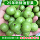 果齋園 潮汕新鮮油甘果 牛甘果余甘果 油柑果 滇橄欖 新鮮酸水果 1斤裝 發(fā)圓通