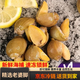 【京東冷鏈】老婆腳鮮活熟凍鮑魚螺冷凍珍珠鮑速凍鮮有黃鮑魚螺黃 大號老婆腳帶黃 1斤(凈重)
