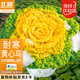 北蔬 黃心菜種子苗黃心油菜玫瑰烏塌菜蔬菜種籽 皇欣1號(hào)黃心菜種子20g