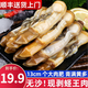 ?；蕿?件包順豐】?；蕿?大蟶子肉 250g 大竹蟶子冷凍竹節蟶海蟶子王 250g(凈重)