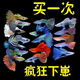 孔雀魚(yú)觀(guān)賞魚(yú)純種熱帶小型淡水好養耐活金魚(yú)鳳尾斑馬魚(yú)苗小魚(yú)批發(fā) 雜款孔雀魚(yú)【30條】26送4備損