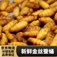 蠶蛹新鮮金絲蛹山東特產(chǎn)桑蠶蛹子生繭蟬蛹冷凍 泡沫箱子+冰袋+保溫袋 金絲蠶蛹3斤