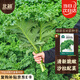 北蔬 羽衣甘藍(lán)種子苗四季盆栽陽臺(tái)種耐寒菜種籽 綠羽衣甘藍(lán)種子100粒