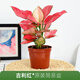 吉利紅盆栽綠植花卉室內客廳水培好養活紅色植物觀(guān)賞美觀(guān)凈化空氣 吉利紅（原盆原土） 含盆