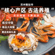 【活蟹】陽澄探花特大大閘蟹鮮活大螃蟹全母海鮮水產(chǎn)生鮮高端禮盒 公4.5-4.8兩 母3.5-3.8兩5對10只