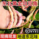 良知農哥 【順豐】東北紅金勾黃金勾油豆角 黃金溝黃金鉤八月忙 健康輕食 新鮮黃金勾5斤 順豐