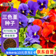 花沃里三色堇花種子約700粒 花卉種子四季草籽家庭盆栽土陽臺庭院種植