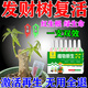 施聚農發(fā)財樹專用營養(yǎng)液葉子發(fā)黃掉葉植物再生劑黃葉枯葉爛根專用芍藥C 1盒裝【7支】無贈送