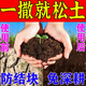 家用活化劑松土精正品土壤板結疏松調節鹽堿透氣田園大棚盆栽通用 強?？钔扑]：【5大袋】免耕5年