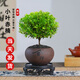 開(kāi)時(shí)果 小葉赤楠盆景金絲楠木盆栽 中式禪意植物辦公室桌面老樁花卉綠植 小葉赤楠+舍得紫砂盆（送黑石+復古底托）