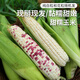 密農(nóng)人家新鮮甜糯玉米 現(xiàn)掰現(xiàn)發(fā) 軟糯香甜 帶皮玉米棒子 農(nóng)家玉米包郵混發(fā) 甜糯玉米5斤