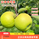 云南昭通高原頭茬新鮮小蘋果脆甜新鮮水果正宗青蘋果整箱原產(chǎn)直發(fā) 綠色 3斤小果家庭裝(50cm-60m)個小