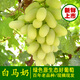 順豐白馬奶葡萄 新鮮無(wú)核白青提子牛奶馬奶綠葡萄脆甜多汁 【順豐發(fā)貨】 2000g