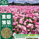 壽禾 雛菊種子苗四季種植菊花盆栽花草種籽 濰育壽彩雛菊種子2千粒