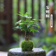 新型造型發(fā)財樹盆栽盆景奇趣獨特室內(nèi)植物室內(nèi)辦公室好養(yǎng)植物 奇趣辮子發(fā)財樹苔蘚球+塑料底座