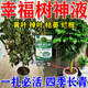 幸福樹專用肥料營(yíng)養(yǎng)液治落葉干枯掉葉子發(fā)黃爛根樹木激活液吊針袋 1袋【急救幸福樹】425ml/袋