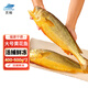 靈略 黃花魚(yú)凈重1.8斤共2條 國(guó)產(chǎn)福建寧德大黃魚(yú) 生鮮 魚(yú)類 海鮮水產(chǎn)