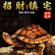 詩軒【招財鎮(zhèn)宅】烏龜純種石金龜黃金長壽龜寵物觀賞烏龜活體烏龜活物 5-7兩（12-14厘） 兩只 情侶一對