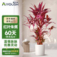 愛優(yōu)尚紅葉朱蕉造型盆栽室內(nèi)客廳網(wǎng)紅北歐大型植物好養(yǎng)綠植源頭直發(fā)