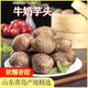 新鮮芋頭2025年新芋頭現挖現發(fā)牛奶芋頭 產(chǎn)地直發(fā) 山東青島 軟糯 凈重5斤 50g+