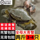 三門(mén)大青蟹鮮活全母紅膏母蟹黃油蟹螃蟹2斤2-3只發(fā)順豐現(xiàn)捕現(xiàn)發(fā) 大紅母膏蟹2斤3-4只
