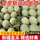 哈密瓜9斤新疆當(dāng)季新鮮水果一整箱現(xiàn)貨現(xiàn)摘蜜瓜脆甜香瓜西州網(wǎng)紋D 5斤【凈重4.5-5斤】【1-3個(gè)】