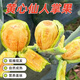 時寐云南仙桃可食用黃心果實新鮮現(xiàn)摘水果少見稀奇仙人掌果 1斤 果農(nóng)手選A級小果（單果50g+）