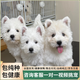 純種西高地幼犬血統(tǒng)級家養(yǎng)小型犬白色軟毛西高地白梗犬網(wǎng)紅寵物狗 寵物級 西高地【剛毛】 公