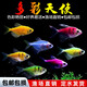 天使魚(yú)觀(guān)賞魚(yú)彩群魚(yú)熱帶魚(yú)群游小型魚(yú)淡水魚(yú)好養耐活喂食 3cm左右隨機10送1