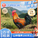 三德子好甄選青年公雞 凈重4.5-5.5斤 散養(yǎng)200天以上 生態(tài)跑山雞整雞雞肉生鮮