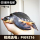 人工豬鼻龜活體深水幼龜沉底飼料熱帶觀賞飛河龜龍魚伴侶配魚混養(yǎng) 7-8公分精品帶證