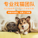 京東本地找貓團(tuán)隊上門找貓24小時在線隨時出發(fā)就近安排 尋寵服務(wù)