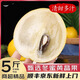 優(yōu)味集冬蜜黃晶果【順豐JD閃送】牛奶果應(yīng)當季新鮮孕婦水果黃金果 5斤裝（60%選擇-超劃算）凈果4.5斤 商超級精品果150-200g