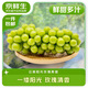 京鮮生國(guó)產(chǎn)陽(yáng)光玫瑰凈重1.8-2.2斤單果8-10g 葡萄/提子生鮮水果源頭直發(fā)