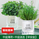 花行榜薄荷盆栽花卉綠植可食用 中盆薄荷+中盆迷迭香（早安盆）源頭直發(fā)