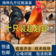 純種半大九斤公雞活苗一斤大紅公雞紅玉380閹雞k9小雞活苗1斤幼苗 1.5斤重九斤紅10只（閹雞）
