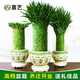 喜藝富貴竹水培植物室內(nèi)帶根盆栽開業(yè)新房喬遷送禮大型綠植竹子盆栽 編織招財竹 中號【鏤空陶瓷盆】