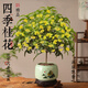 臨雅四季桂花盆栽樹(shù)苗新中式盆景矮樁辦公室綠植物旭日東升盆源頭直發(fā)