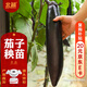 北蔬 茄子苗帶土秧苗活苗家庭盆栽地栽蔬菜苗 長(cháng)茄苗6棵源頭直發(fā)包郵