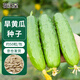 花沃里旱黃瓜種子50粒/包 蔬菜種子水果家庭盆栽陽(yáng)臺辦公庭院花壇盆栽