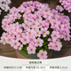 海蒂的花園酢漿草種球多年生好養(yǎng)花卉植物陽臺庭院球根多色綠植 酢漿草羽衣桃之輝(10球裝)