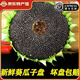 新鮮食用生吃現(xiàn)摘現(xiàn)發(fā)葵花盤頭帶籽帶盤原味向日葵葵花子 大盤(直徑22cm左右)*2盤