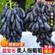 現(xiàn)摘藍(lán)寶石金手指無(wú)籽黑提水果黑美人指孕婦水果批發(fā)葡萄順豐包郵 精選5斤