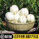 禾人白桃 白玉油桃 奶油油桃 平谷大桃 順豐包郵禮盒裝 白玉油桃散裝10斤【實(shí)惠裝】