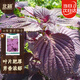 北蔬 紫蘇種子種苗全紫大葉可食用盆栽蔬菜種籽 卓脆全紫紫蘇種子5g