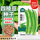 北蔬 四棱豆種子種苗菜豆四季架豆特色豆角蔬菜籽 四棱豆種子15粒