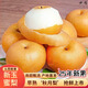 京地達(dá)梨碭山新玉蜜梨新鮮梨子水果凈重4.8斤單果300g+源頭直發(fā)包郵