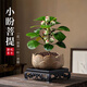MPPMCK小盼菩提樹(shù)菩提帶果盆栽禪意桌面綠植好養室內植物辦公室花卉盆景 4-8果小盼菩提蓮花古陶盆底座