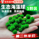 佐之尋海藻球綠藻球魚缸水族箱造景觀賞活體真水草生態(tài)球微景觀水藻球 五顆1歲(1.1～1.2cm)